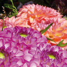Chrysantemen, leuchtend pink und orange – die Farben des BellZett :)